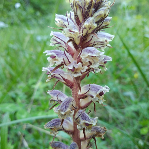  - Orobanche minor Sm. [1797]