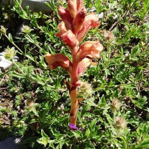  - Orobanche teucrii Holandre [1829]