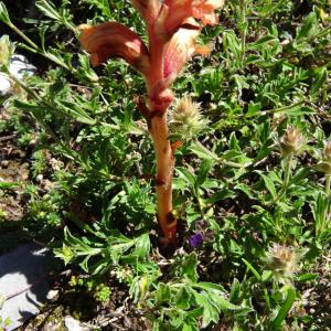 Photographie n°2466042 du taxon Orobanche teucrii Holandre [1829]