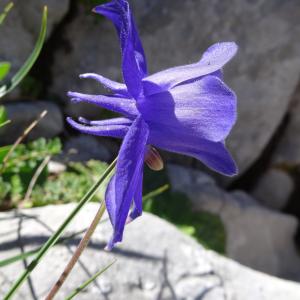  - Aquilegia pyrenaica subsp. pyrenaica