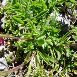 Photographie n°2466052 du taxon Aster alpinus var. alpinus