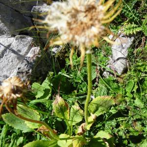 Photographie n°2466057 du taxon Doronicum grandiflorum Lam. [1786]