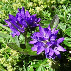 Photographie n°2466068 du taxon Campanula glomerata subsp. glomerata