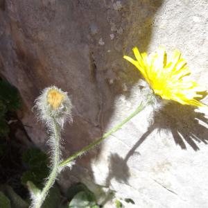  - Hieracium villosum Jacq. [1762]