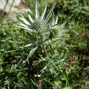  - Eryngium bourgatii Gouan [1773]