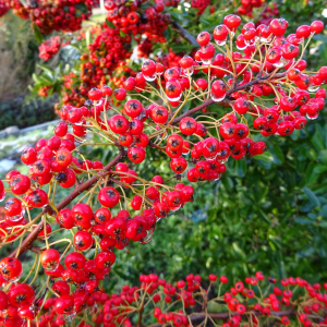  - Pyracantha coccinea M.Roem.