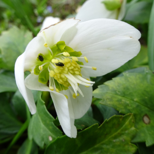 Photographie n°2466098 du taxon Helleborus niger L.