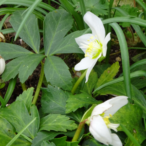 Photographie n°2466099 du taxon Helleborus niger L.