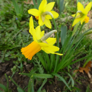 Photographie n°2466100 du taxon Narcissus pseudonarcissus L.