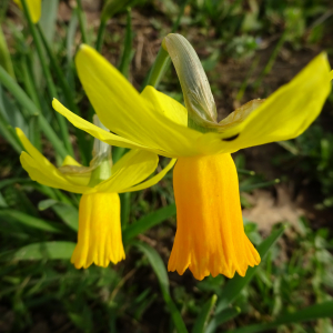 Photographie n°2466101 du taxon Narcissus pseudonarcissus L.