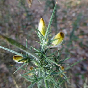 Photographie n°2466103 du taxon Ulex europaeus L.