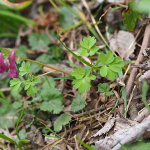 Photographie n°2466114 du taxon Corydalis solida (L.) Clairv.