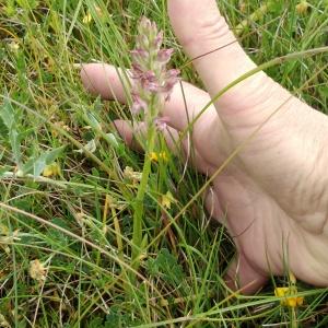  - Anacamptis coriophora (L.) R.M.Bateman, Pridgeon & M.W.Chase [1997]