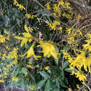 Photographie n°2466174 du taxon Forsythia x intermedia Zabel [1885]