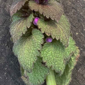 Photographie n°2466181 du taxon Lamium purpureum L. [1753]