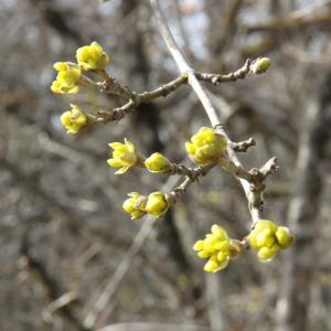 Cornus mas L. [1753] [nn18956] par Etienne Cuenot le 24/02/2021 - Bouilland