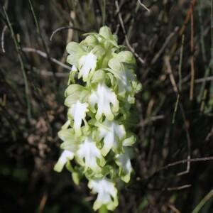 Photographie n°2466192 du taxon Himantoglossum robertianum (Loisel.) P.Delforge