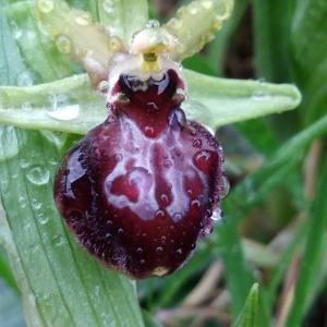  - Ophrys exaltata subsp. marzuola Geniez, Melki & R.Soca [2002]