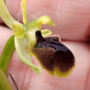  - Ophrys massiliensis Viglione & Véla [1999]