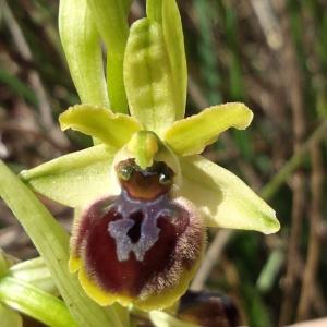  - Ophrys massiliensis Viglione & Véla [1999]
