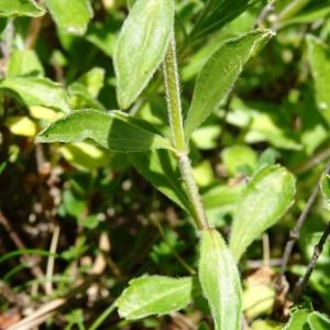 Photographie n°2466240 du taxon Sideritis hyssopifolia L. [1753]