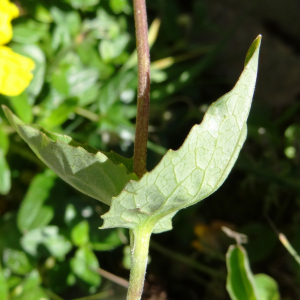 Photographie n°2466255 du taxon Valeriana montana L. [1753]