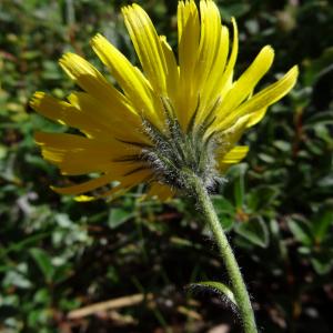  - Hieracium piliferum Hoppe [1799]