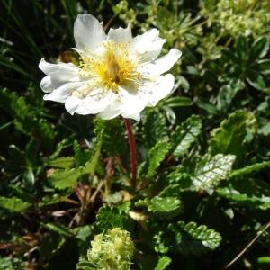  - Dryas octopetala L. [1753]