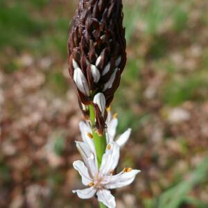 Photographie n°2466286 du taxon Asphodelus albus Mill. [1768]