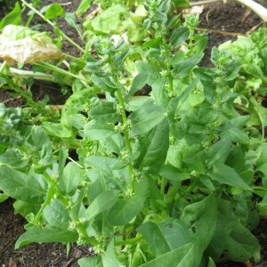  - Spinacia oleracea L. [1753]