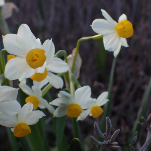 Photographie n°2466321 du taxon Narcissus tazetta L.