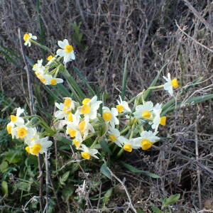 Photographie n°2466324 du taxon Narcissus tazetta L.