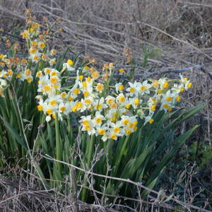 Photographie n°2466325 du taxon Narcissus tazetta L.