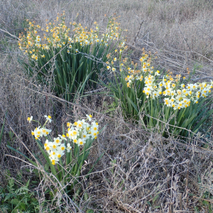 Photographie n°2466327 du taxon Narcissus tazetta L.