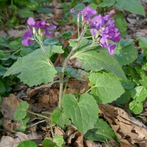 Photographie n°2466391 du taxon Lunaria annua L. [1753]