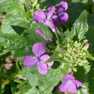 Photographie n°2466393 du taxon Lunaria annua L. [1753]