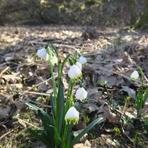 Photographie n°2466432 du taxon Leucojum vernum L. [1753]