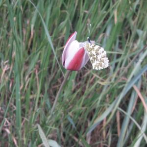  - Tulipa clusiana DC. [1804]