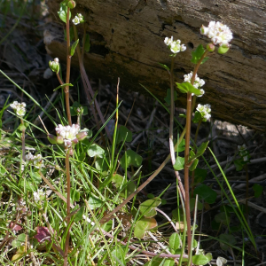  - Cochlearia danica L. [1753]