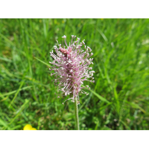 Plantago media L. subsp. media (Plantain bâtard)