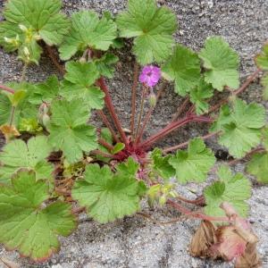 Photographie n°2466515 du taxon Geranium rotundifolium L.