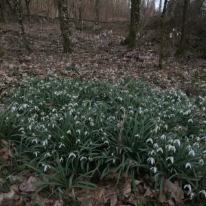 Photographie n°2466519 du taxon Galanthus nivalis L. [1753]