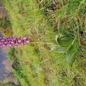 Photographie n°2466574 du taxon Himantoglossum robertianum (Loisel.) P.Delforge