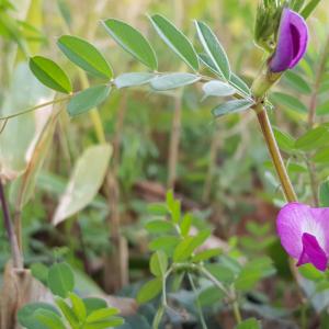 Photographie n°2466603 du taxon Vicia sativa L.