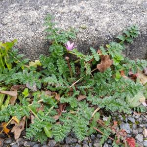 Photographie n°2466608 du taxon Erodium cicutarium (L.) L'Hér.