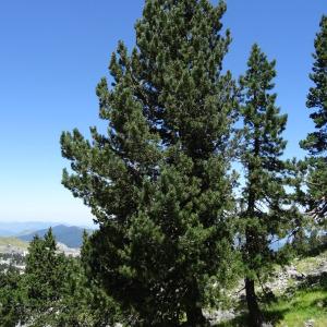 Photographie n°2466628 du taxon Pinus mugo subsp. uncinata (Ramond ex DC.) Domin [1936]