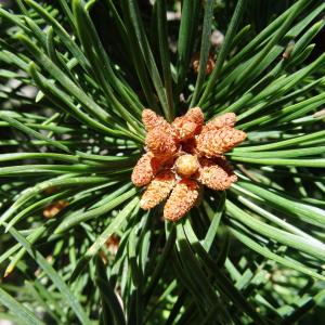 Photographie n°2466629 du taxon Pinus mugo subsp. uncinata (Ramond ex DC.) Domin [1936]
