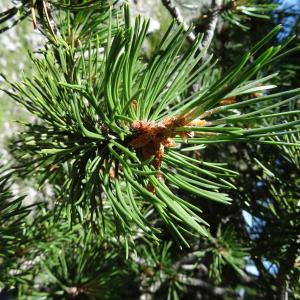 Photographie n°2466631 du taxon Pinus mugo subsp. uncinata (Ramond ex DC.) Domin [1936]