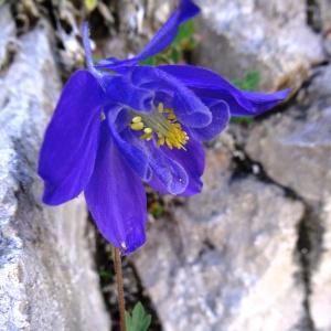  - Aquilegia pyrenaica subsp. pyrenaica