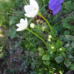 Photographie n°2466642 du taxon Parnassia palustris L. [1753]